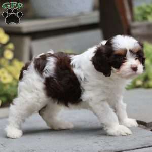 Penny, Cavapoo Puppy